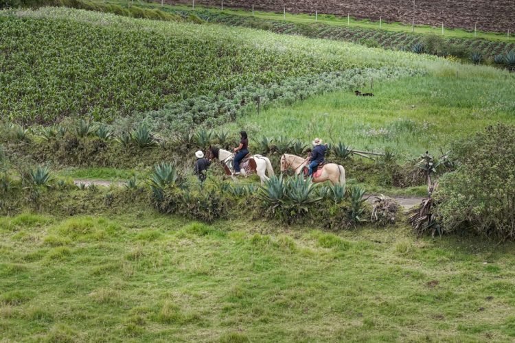 DJI_20260131124559_0190_D.00_00_05_33.Imagen fija002