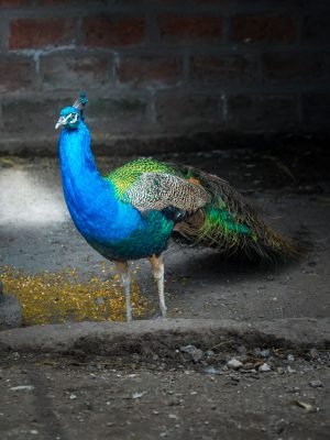 pavo-real