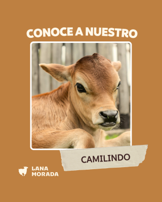 Imágenes Pagina WEB - Lana Morada-2