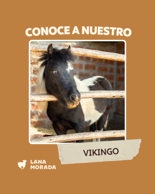 Imágenes Pagina WEB - Lana Morada-3