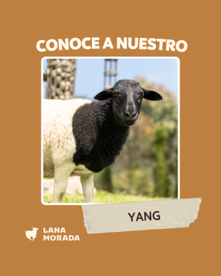 Imágenes Pagina WEB - Lana Morada-4