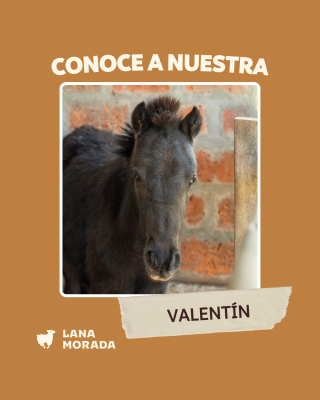 Imágenes Pagina WEB - Lana Morada-5