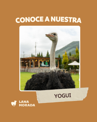 Imágenes Pagina WEB - Lana Morada